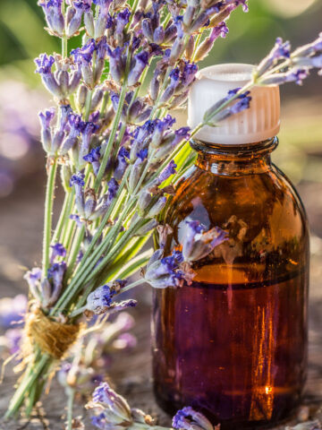 lavender oil