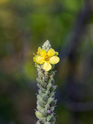 Mullein Plant