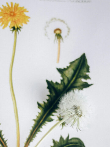 dandelion root